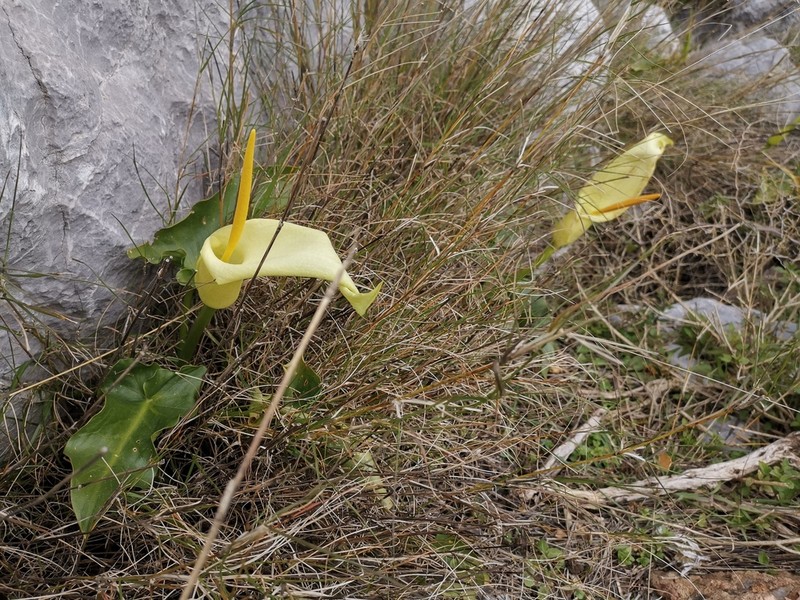 Arum creticum photo 6