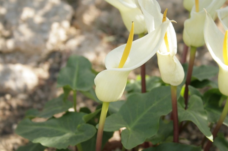 Arum creticum photo 7
