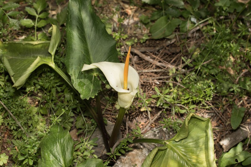Arum creticum photo 8