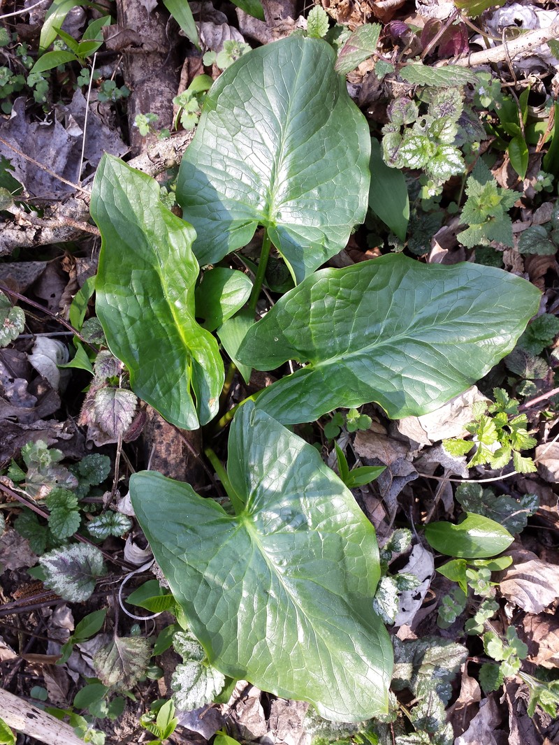 Arum cylindraceum photo 2