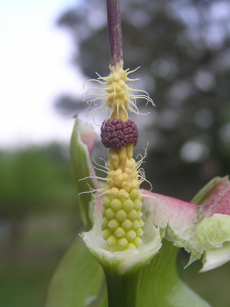 Arum cylindraceum photo 3