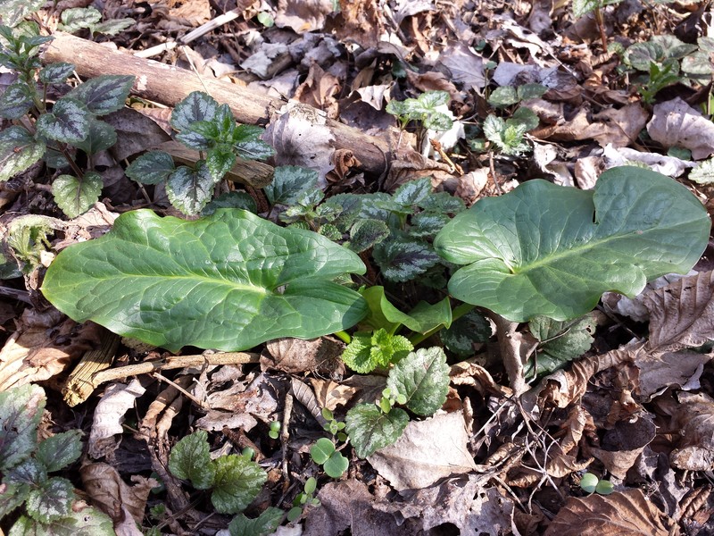 Arum cylindraceum photo 4