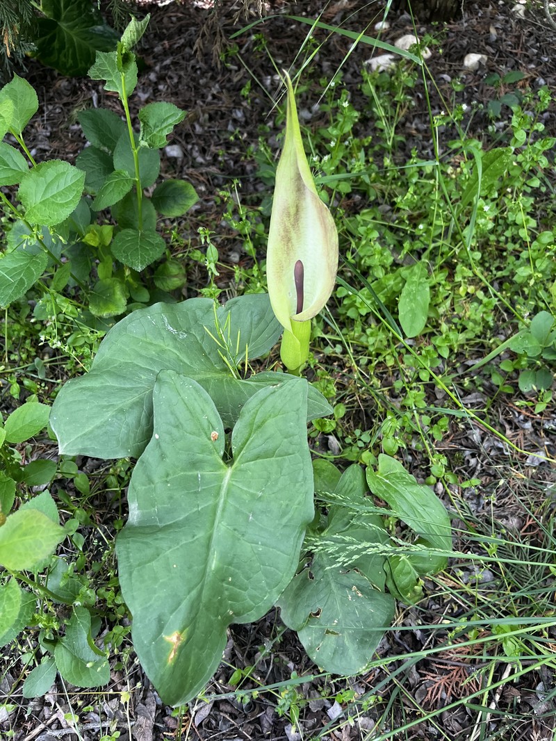 Arum cylindraceum photo 5