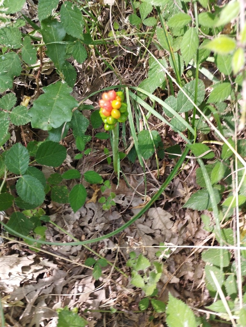 Arum cylindraceum photo 6
