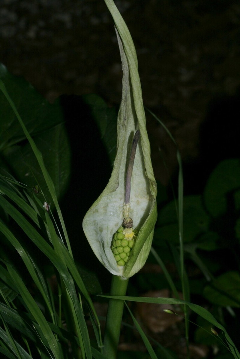 Arum cylindraceum photo 7