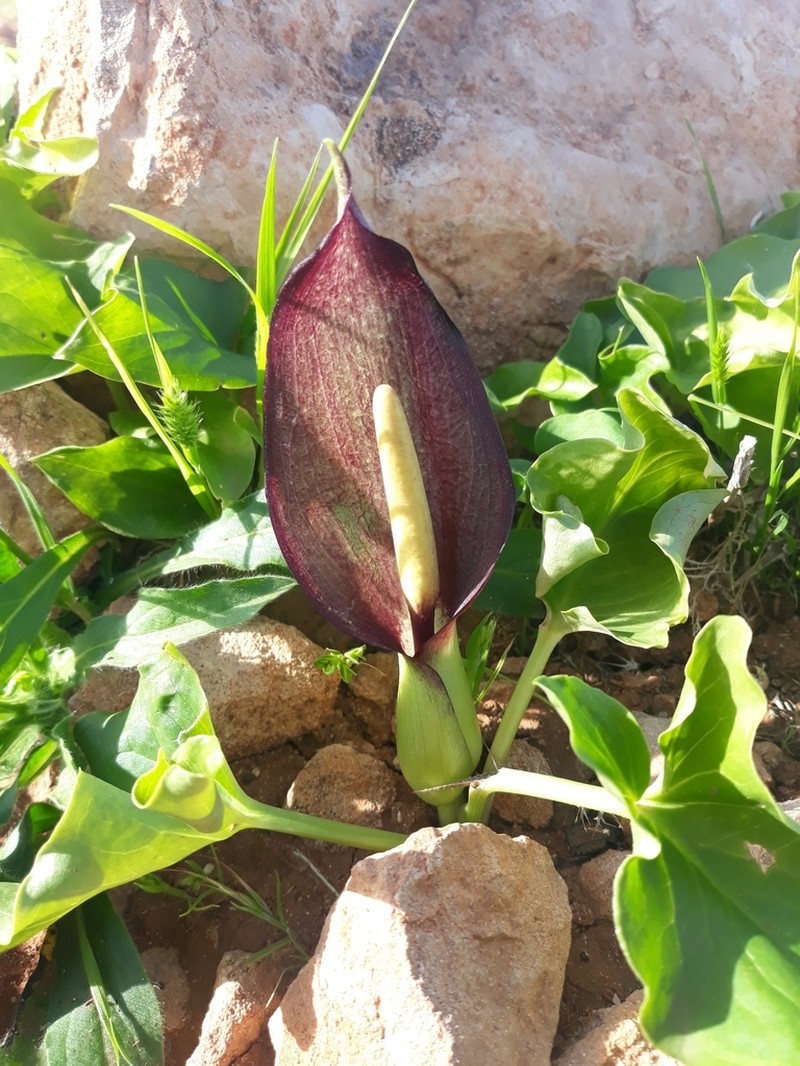 Arum cyrenaicum