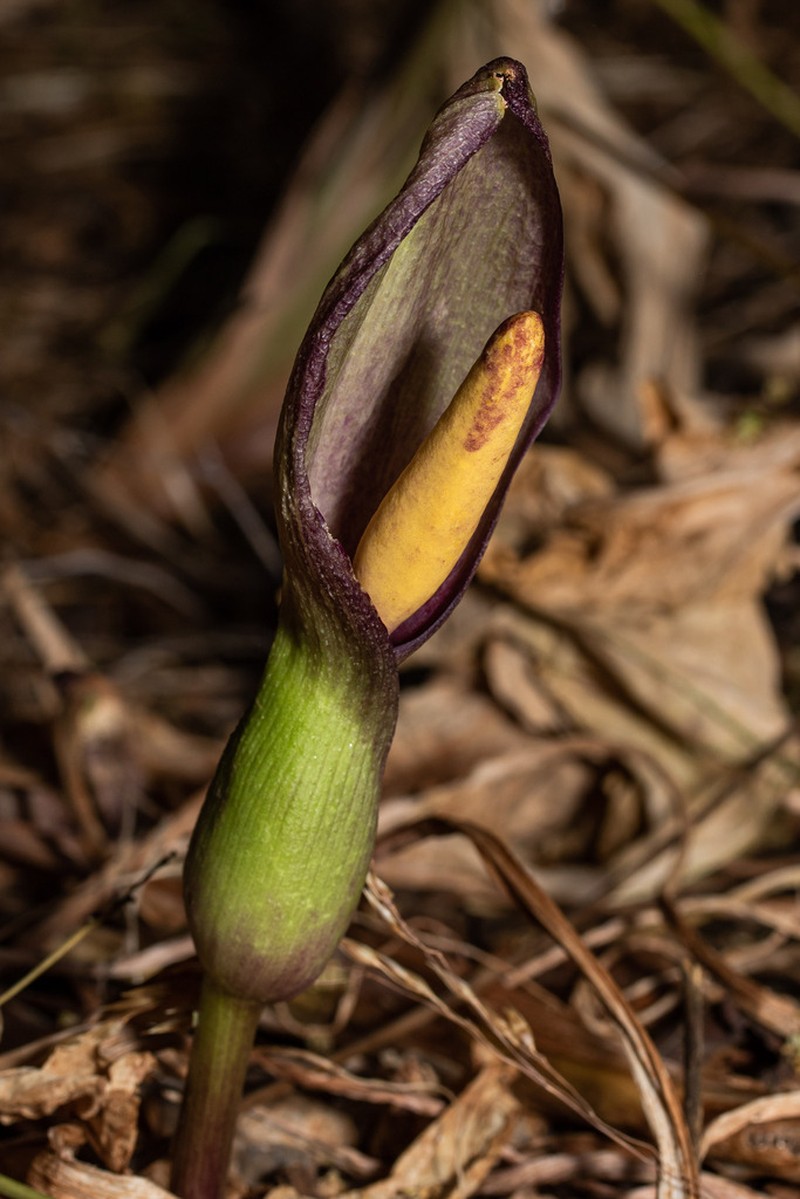 Arum cyrenaicum photo 2