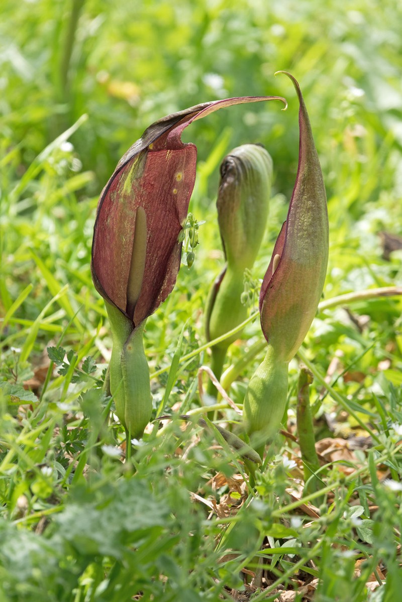 Arum cyrenaicum photo 3