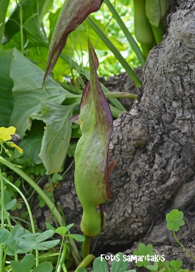 Arum cyrenaicum photo 4