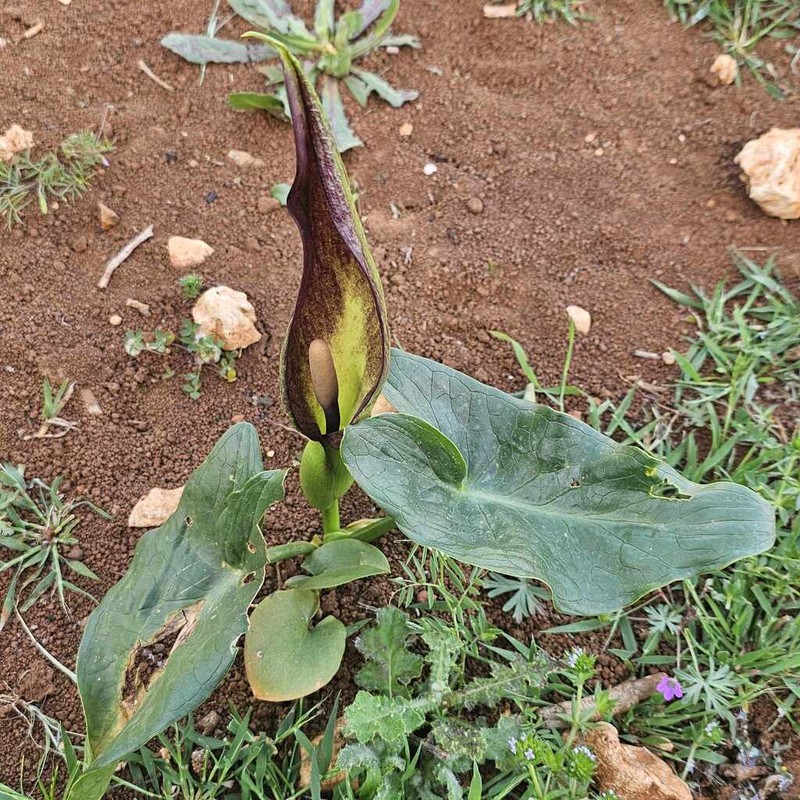 Arum cyrenaicum photo 5