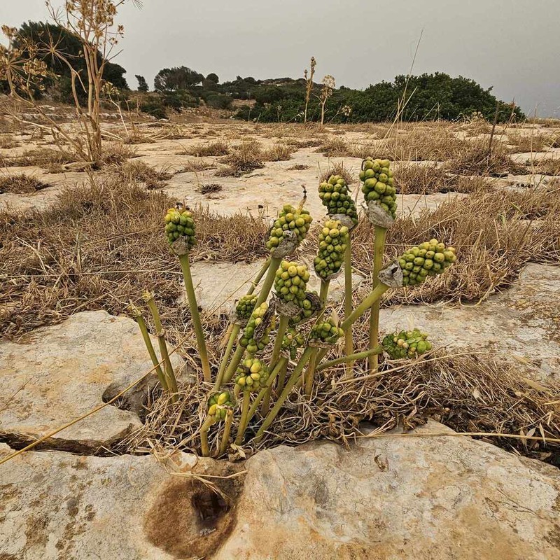 Arum cyrenaicum photo 6