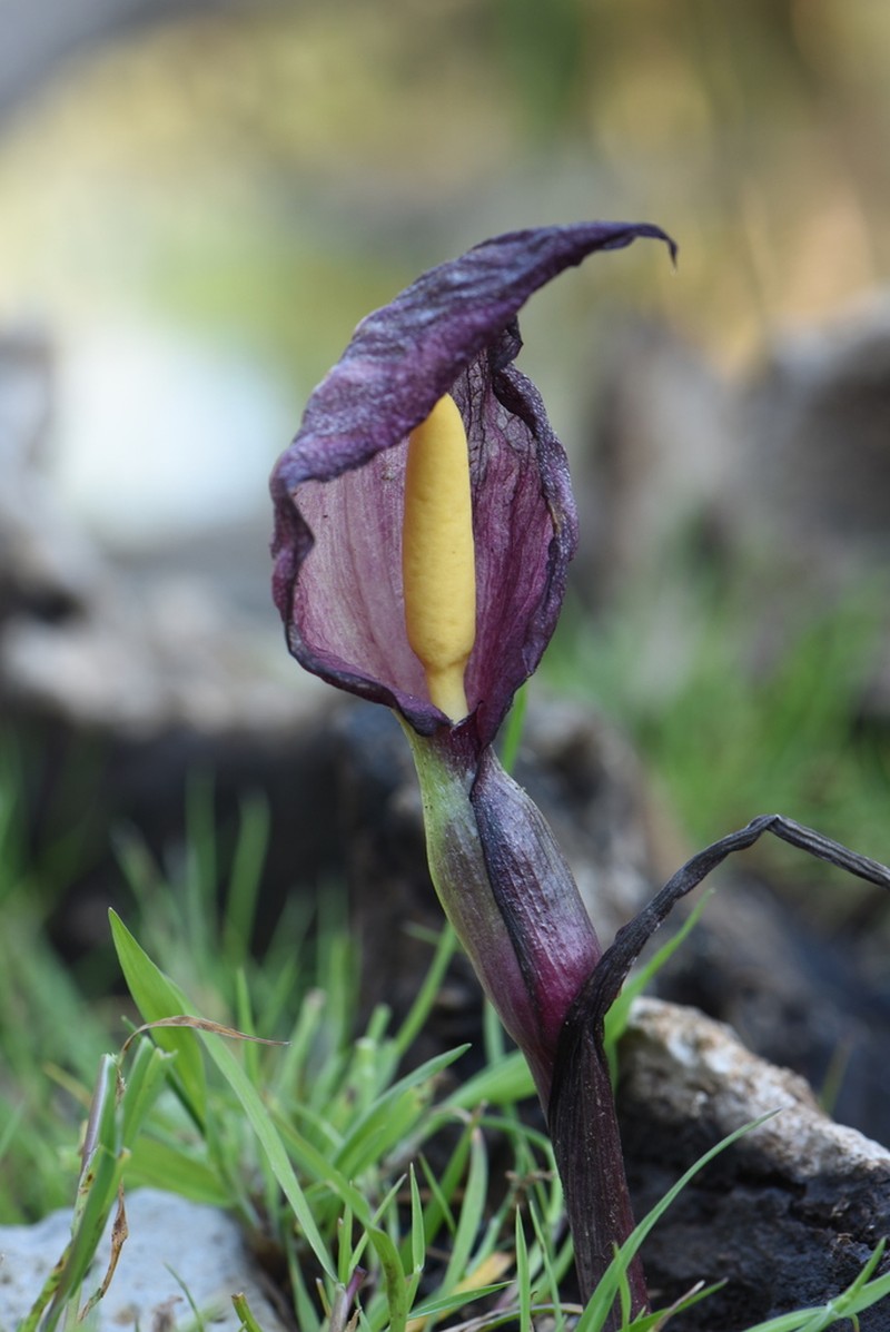 Arum cyrenaicum photo 7