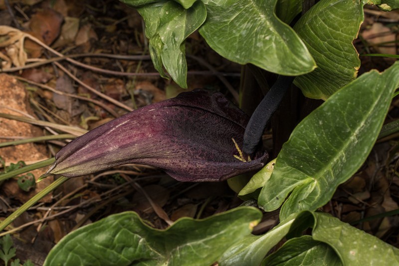 Arum dioscoridis photo 2