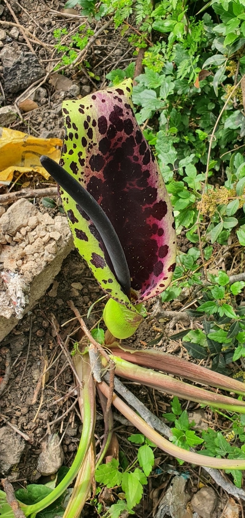 Arum dioscoridis photo 3