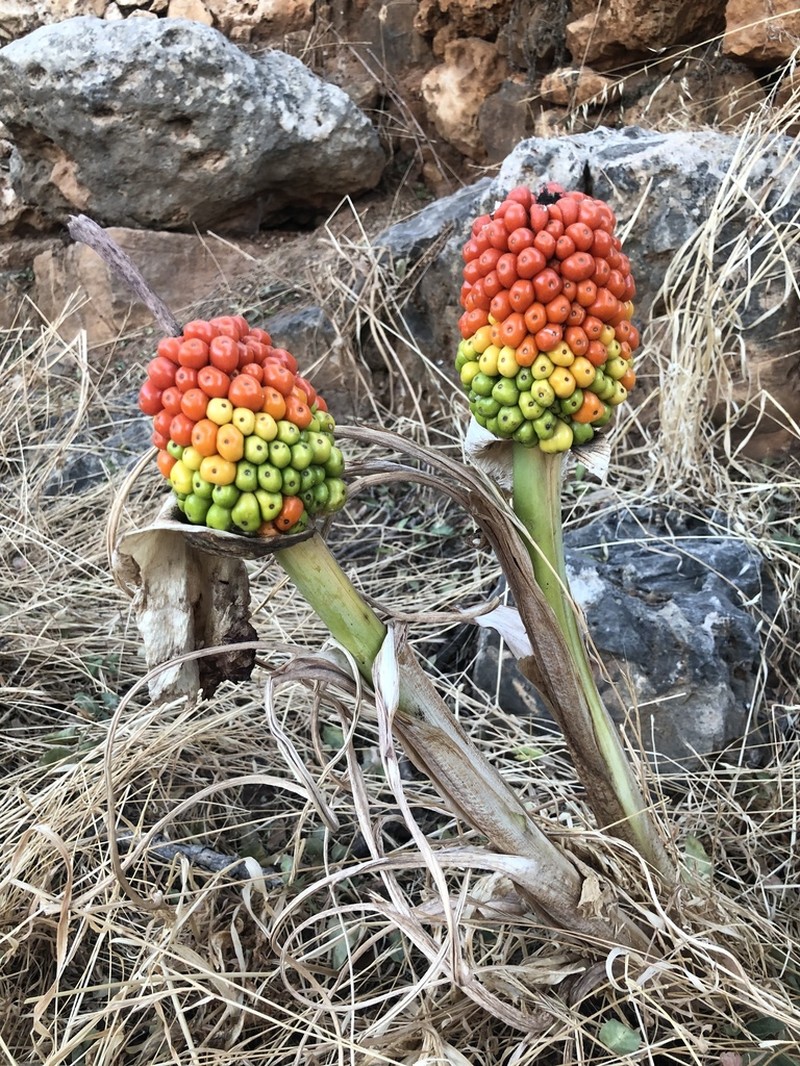 Arum dioscoridis photo 4