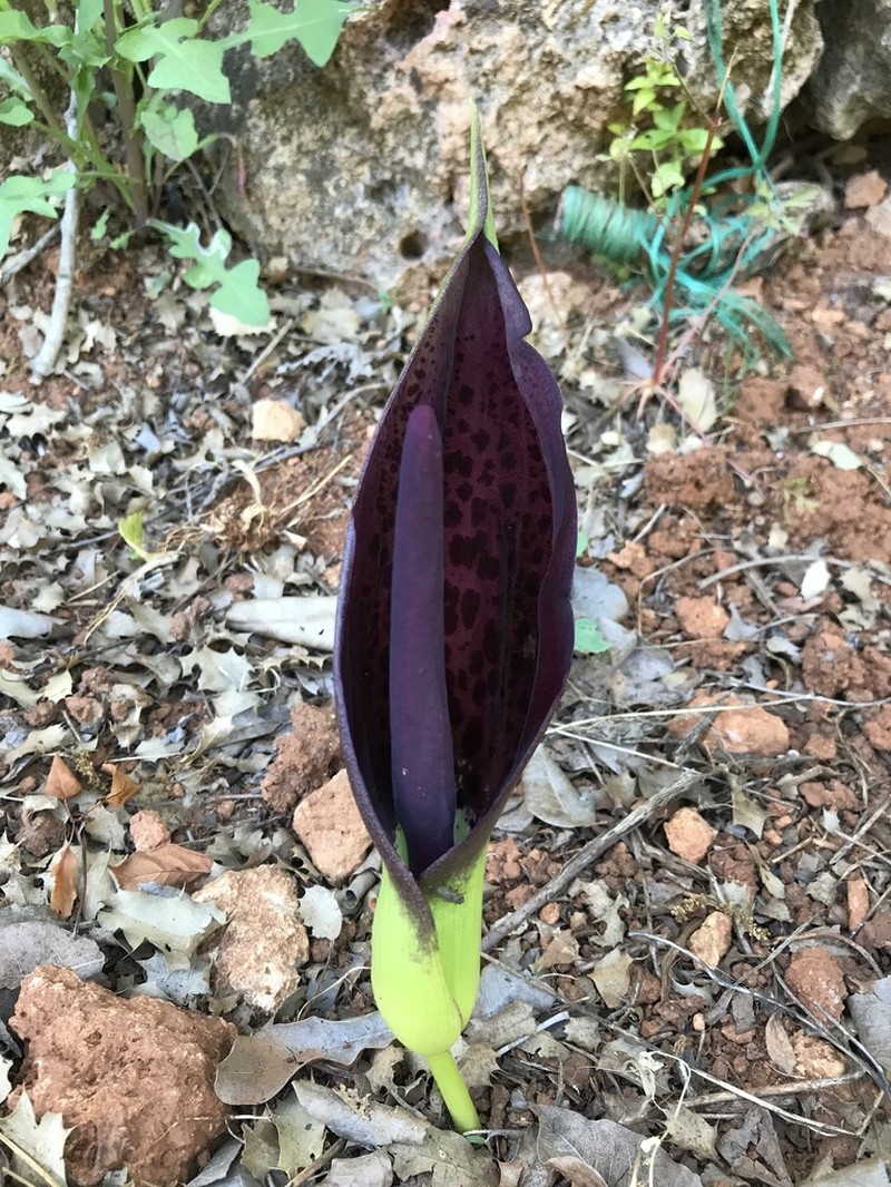 Arum dioscoridis photo 5