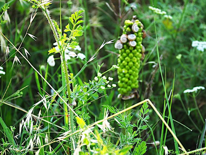 Arum dioscoridis photo 6