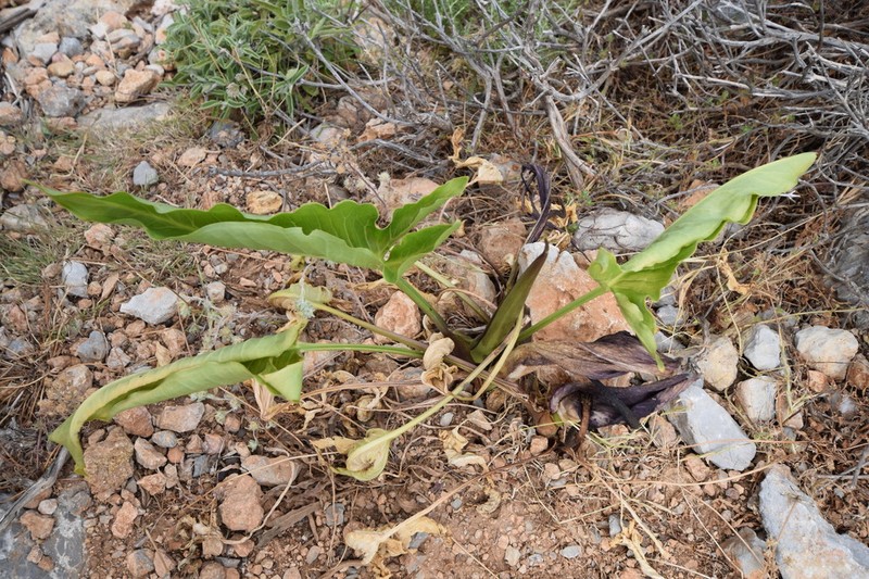 Arum dioscoridis photo 7