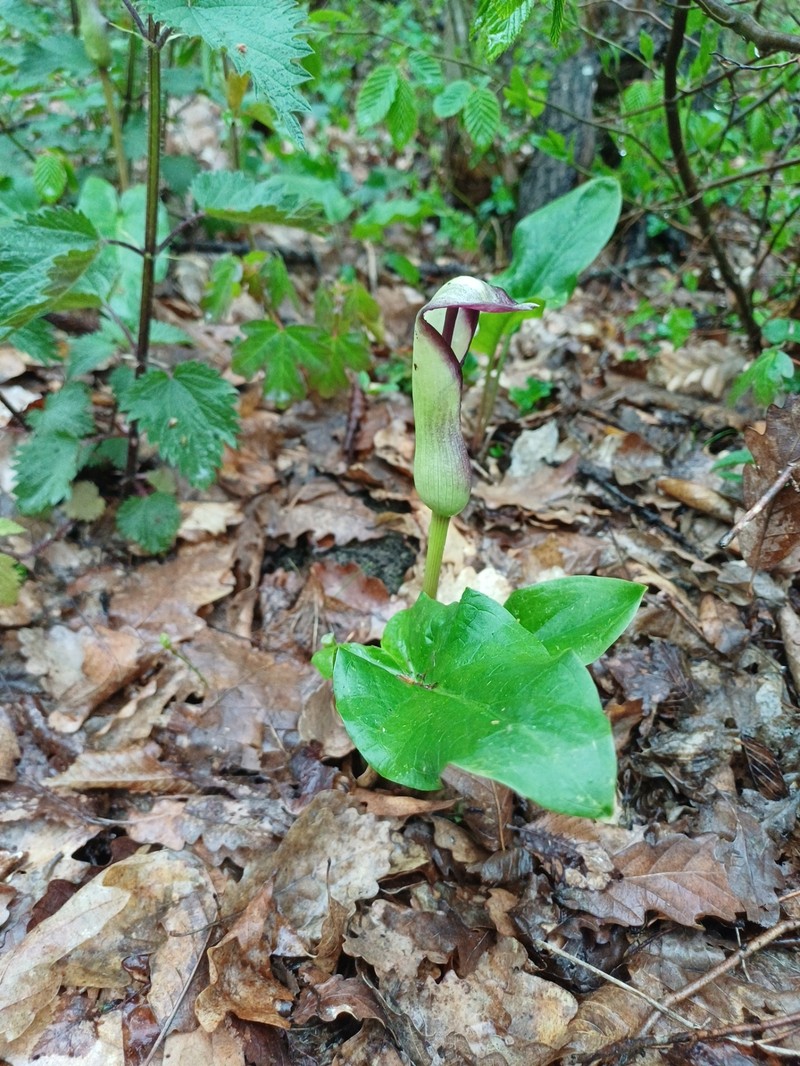 Arum euxinum photo 5
