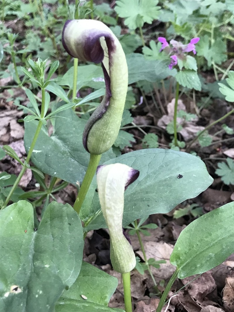 Arum euxinum