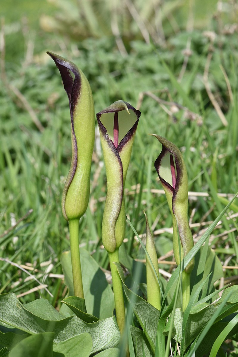 Arum euxinum photo 2