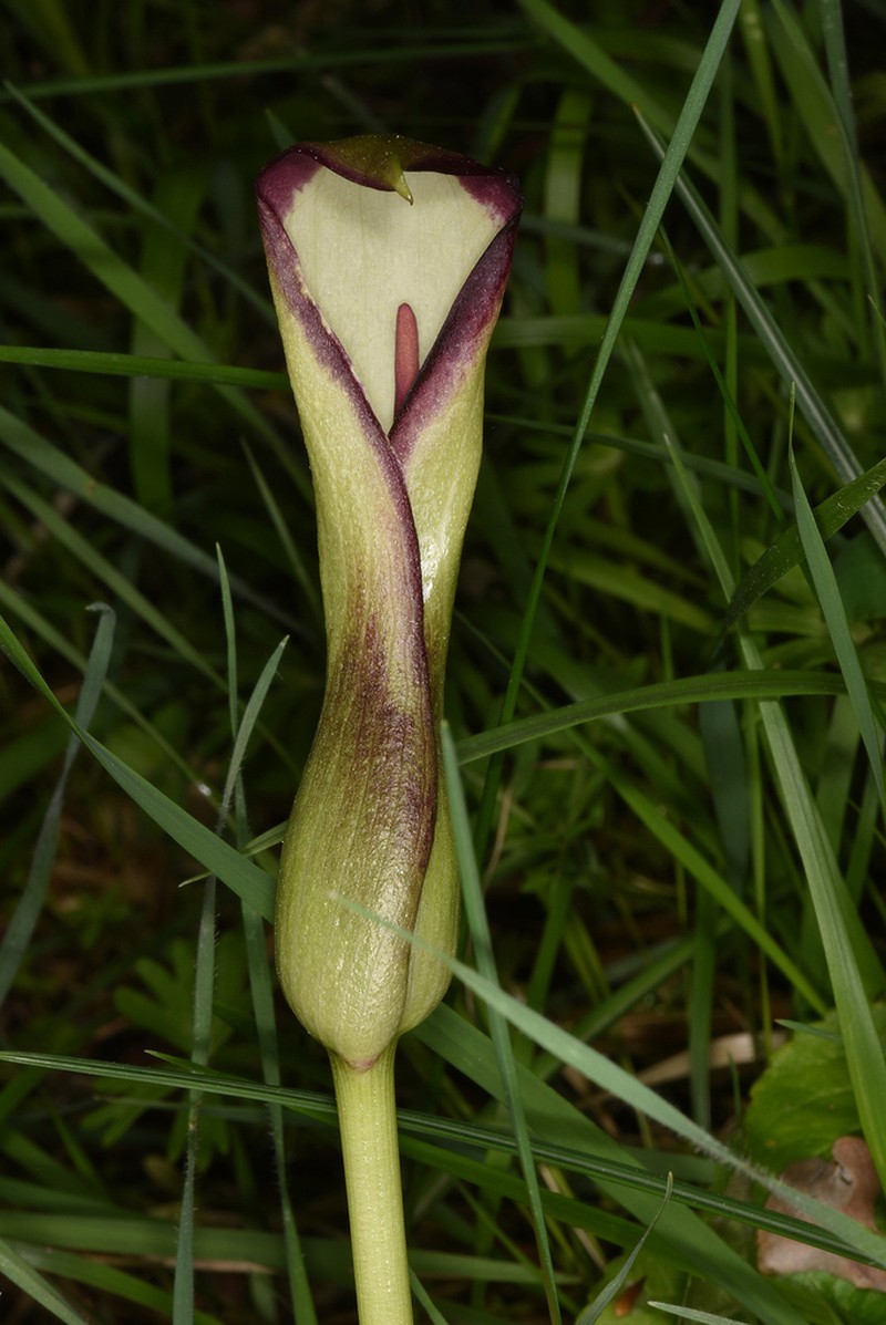 Arum euxinum photo 3