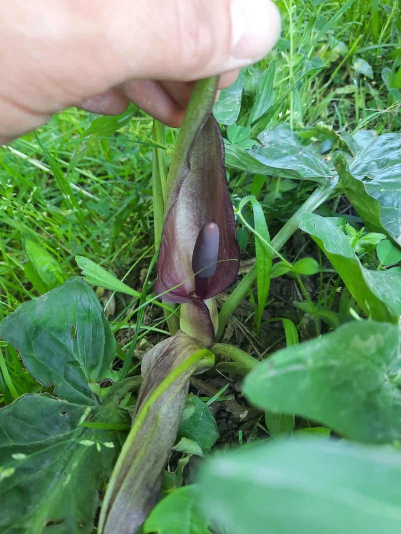 Arum gratum photo 2
