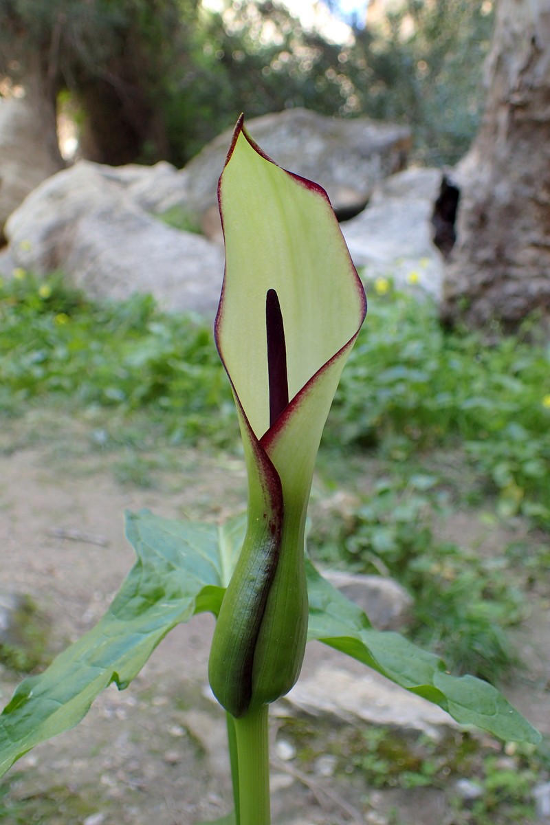 Arum hygrophilum