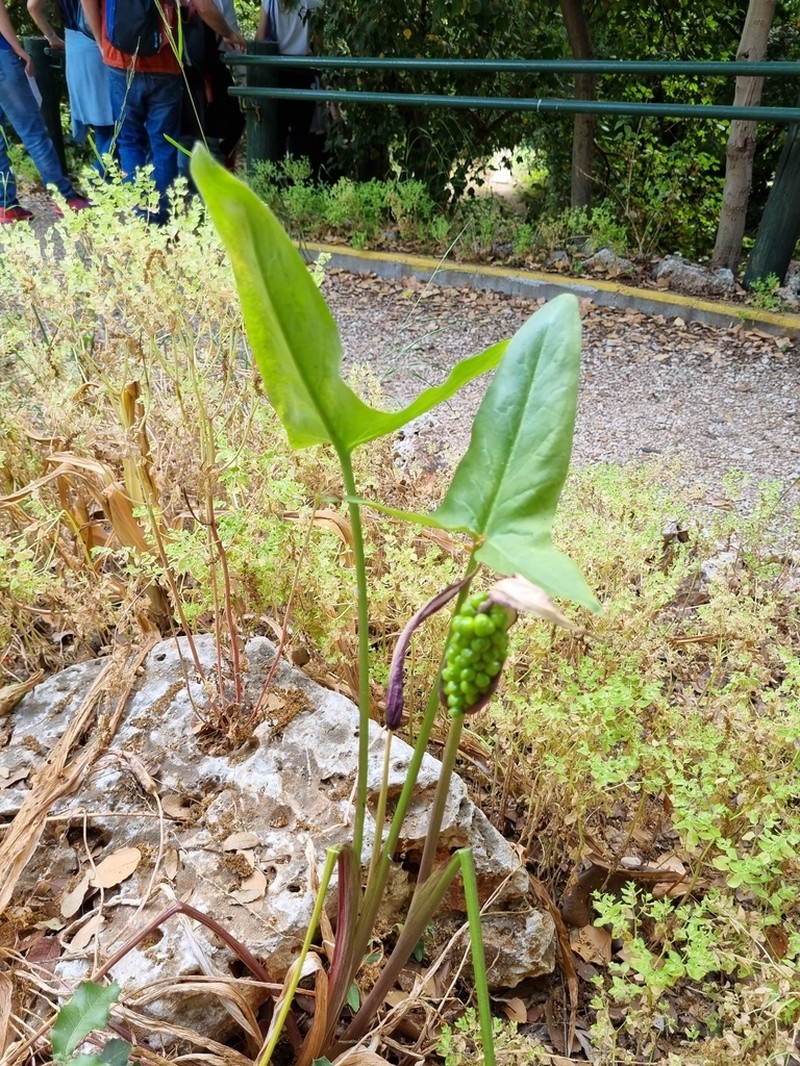 Arum hygrophilum photo 2