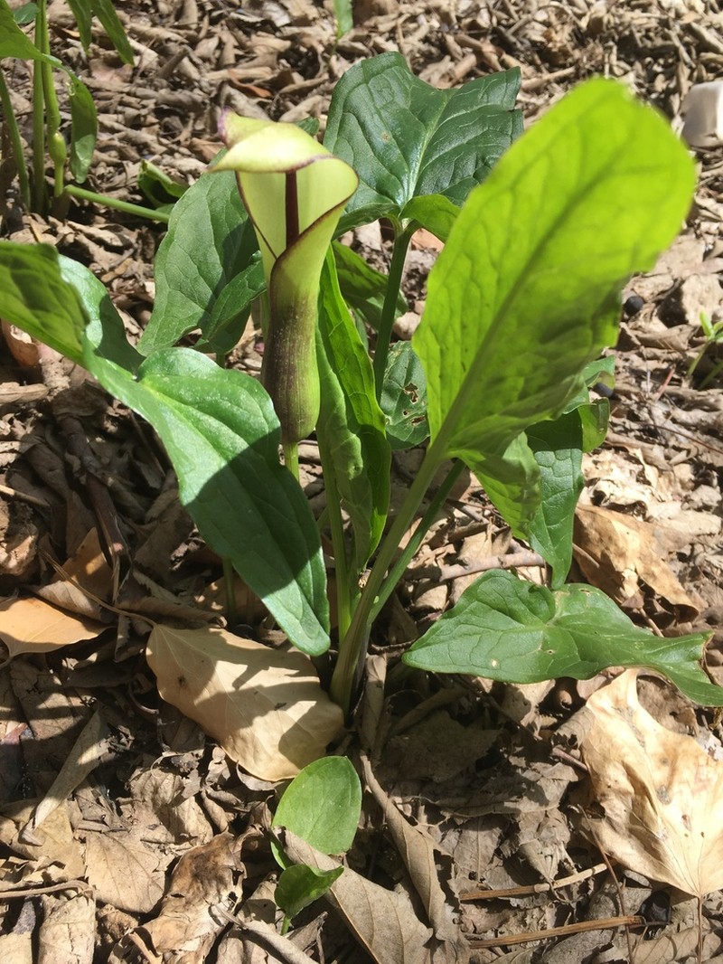 Arum hygrophilum photo 3