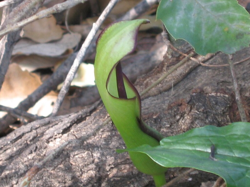 Arum hygrophilum photo 4