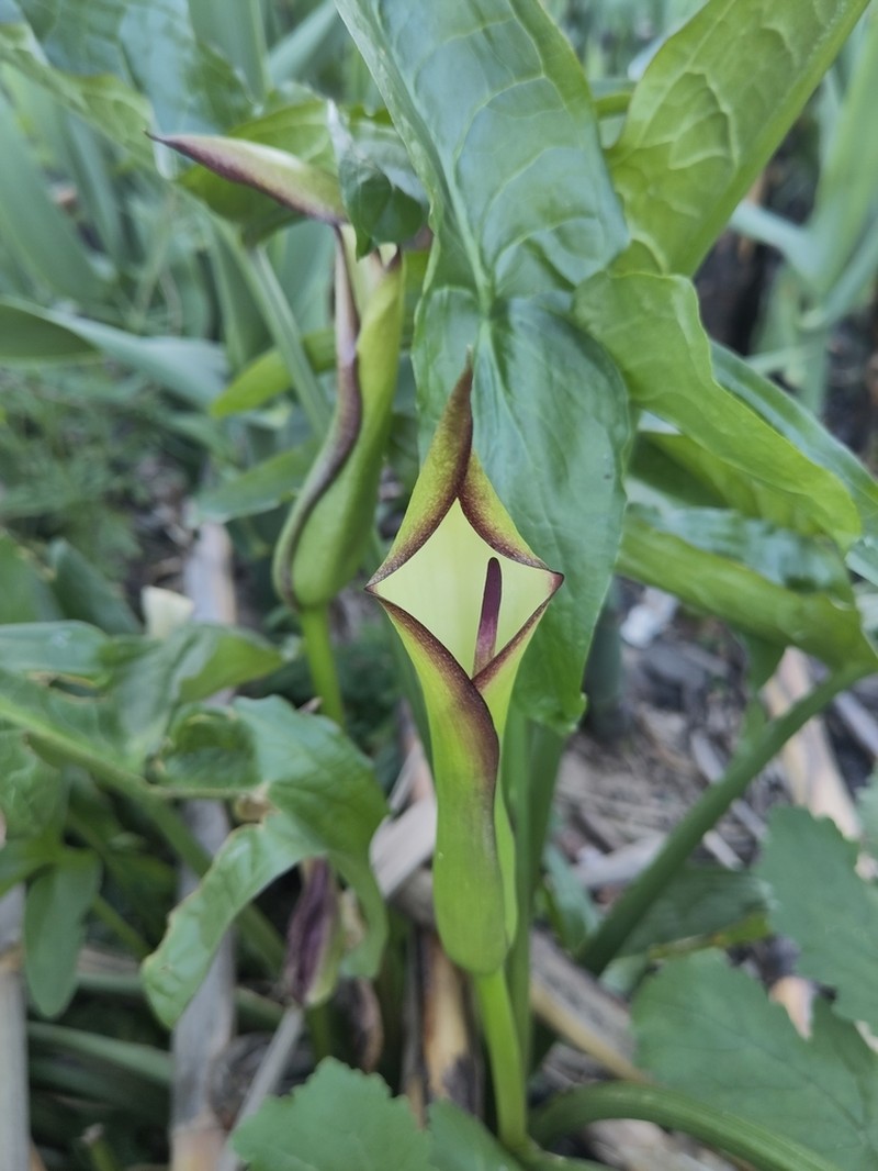 Arum hygrophilum photo 5