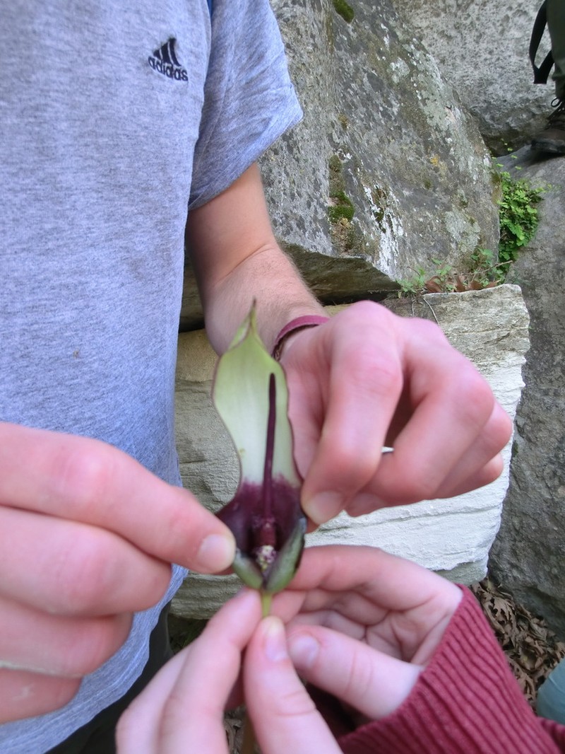 Arum hygrophilum photo 6