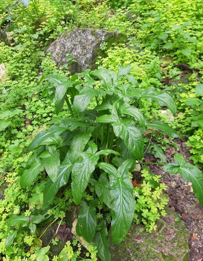 Arum hygrophilum photo 7