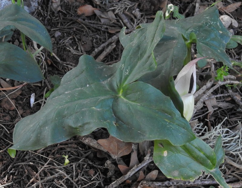 Arum idaeum