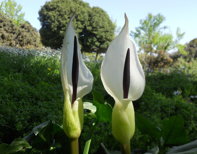 Arum idaeum photo 2