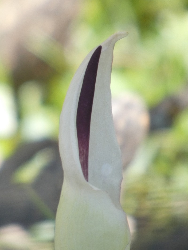 Arum idaeum photo 3