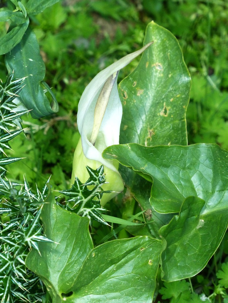 Arum idaeum photo 4
