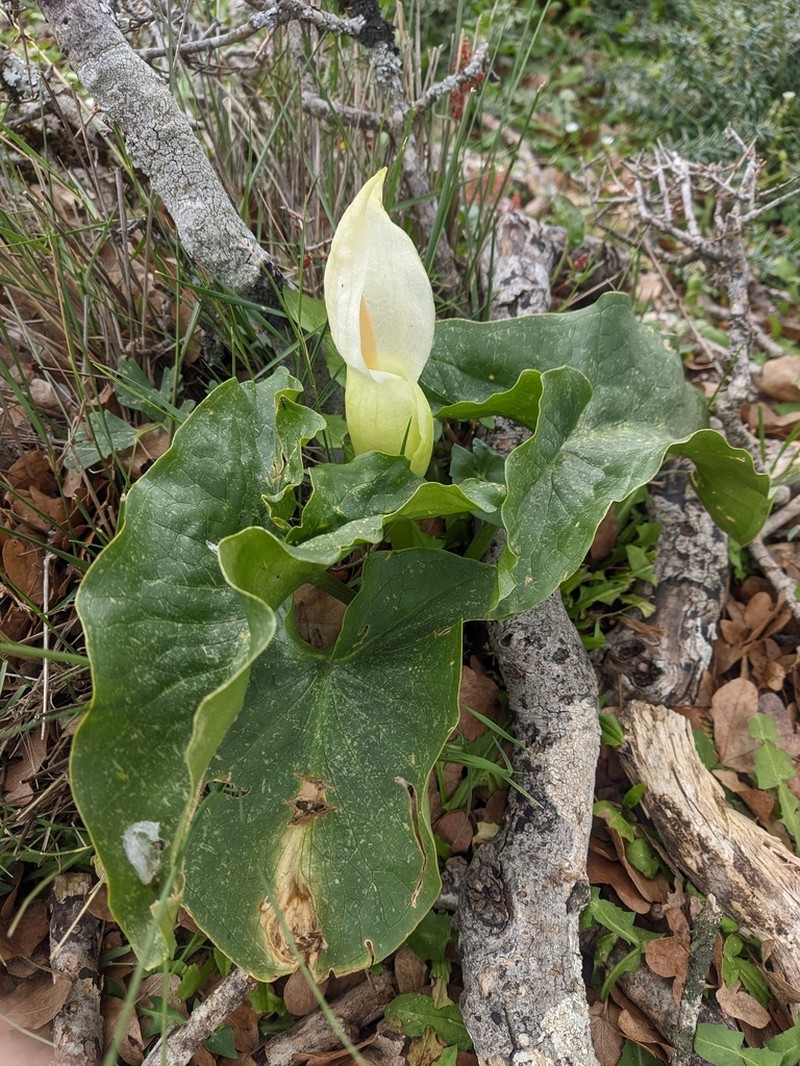 Arum idaeum photo 5
