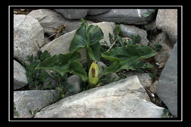 Arum idaeum photo 6