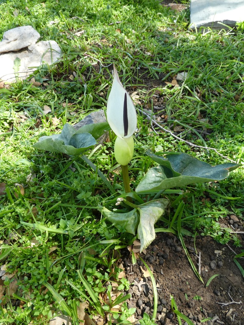 Arum idaeum photo 7