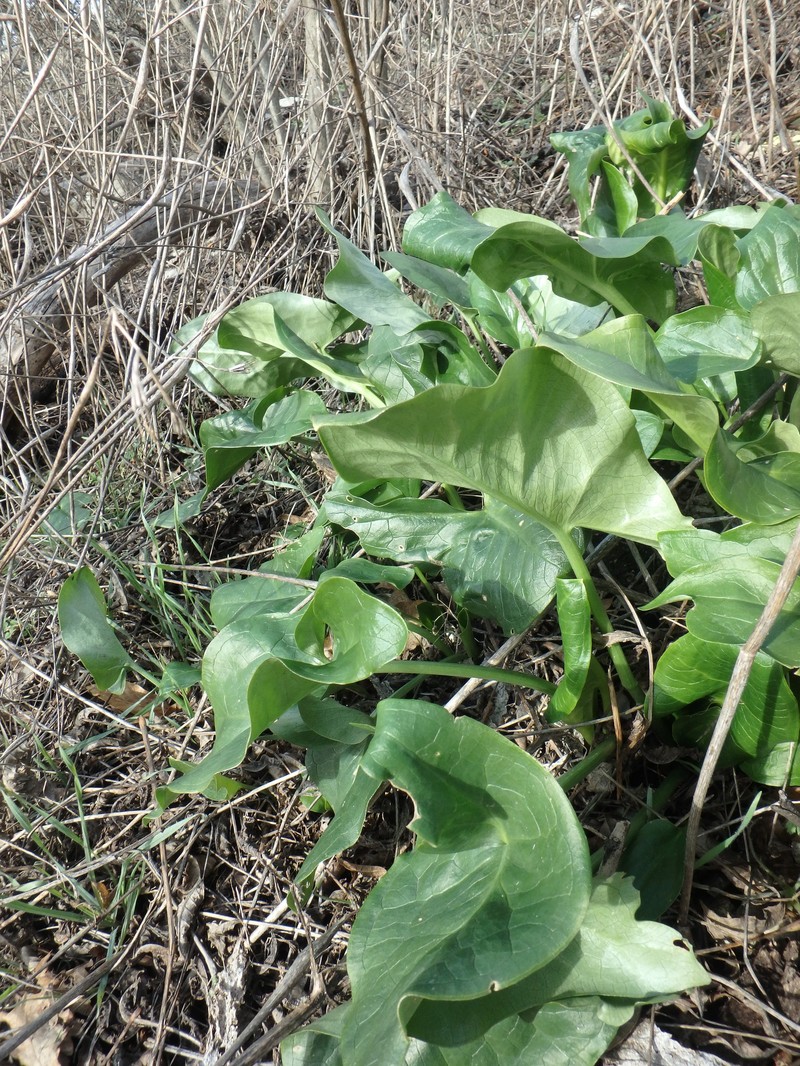 Arum italicum subsp. albispathum