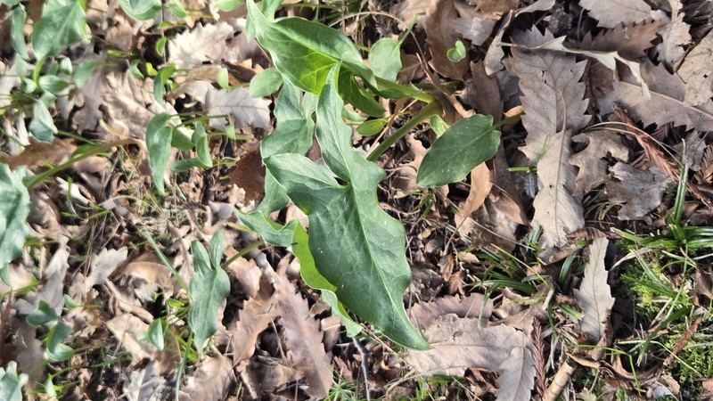 Arum italicum subsp. albispathum photo 2