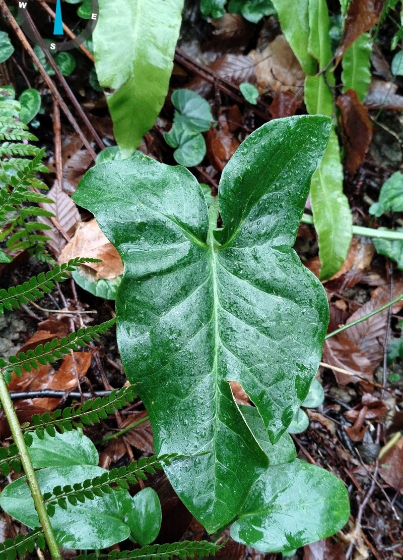 Arum italicum subsp. albispathum photo 3