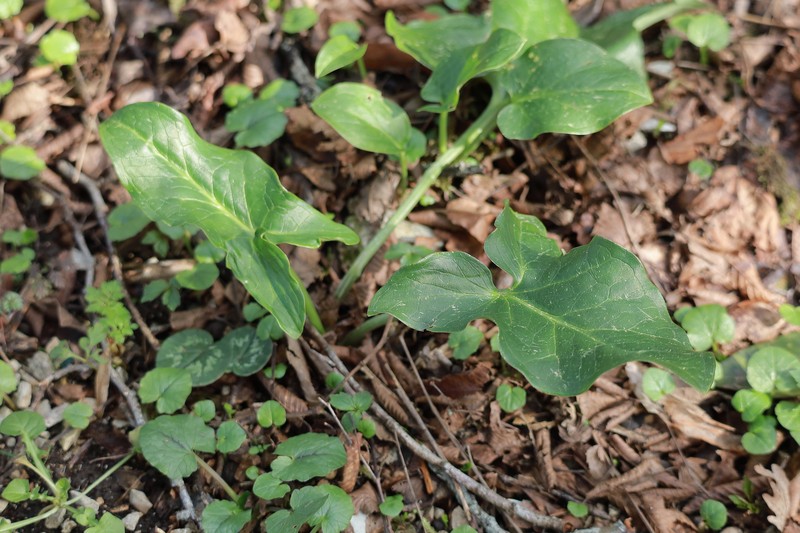 Arum italicum subsp. albispathum photo 4