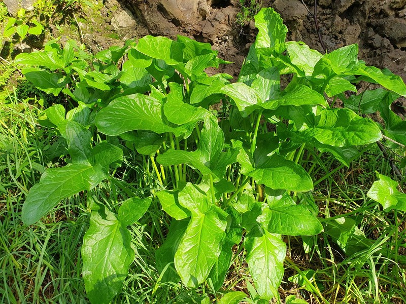 Arum italicum subsp. canariense