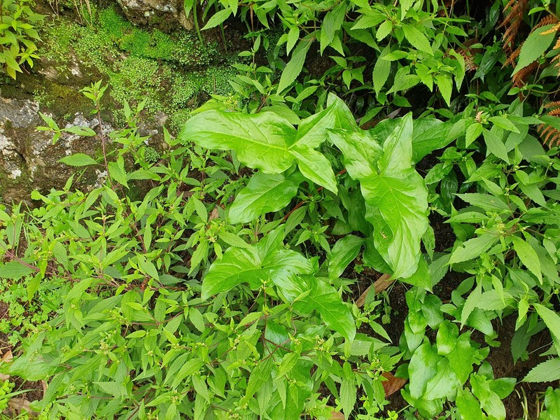 Arum italicum subsp. canariense photo 2