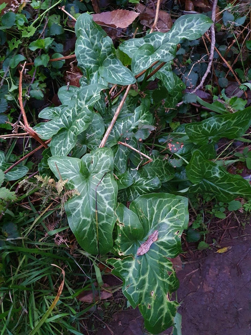 Arum italicum subsp. canariense photo 3