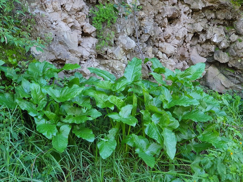 Arum italicum subsp. canariense photo 4