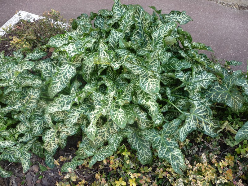 Arum italicum subsp. italicum